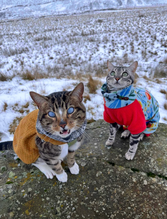 Cheezburger Image 10613163520