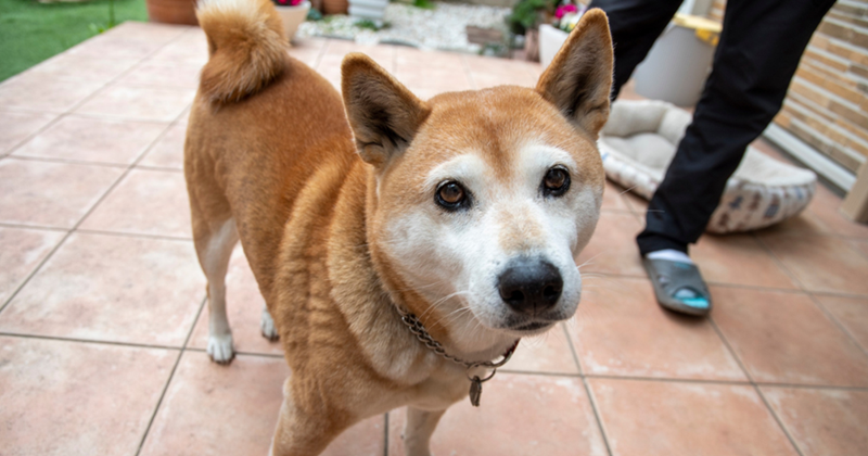 Shiba Inu dog standing in a backyard