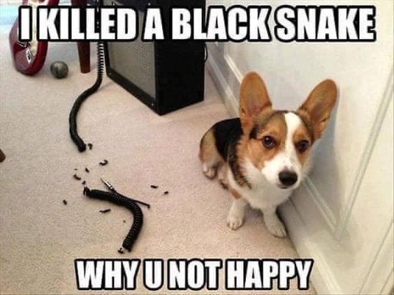 IKILLED A BLACK SNAKE WHY UNOT HAPPY