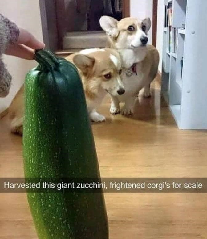 Harvested this giant zucchini, frightened corgi's for scale