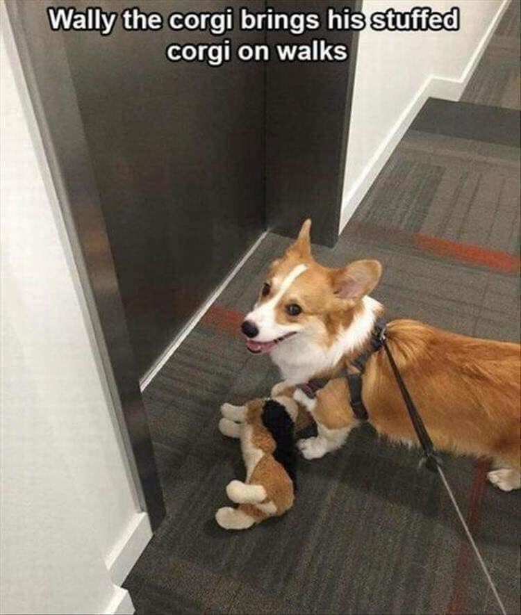 Wally the corgi brings his stuffed corgi on walks