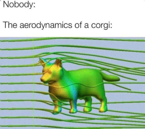 Nobody: The aerodynamics of a corgi:
