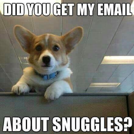 DID YOU GET MY EMAIL ABOUT SNUGGLES?