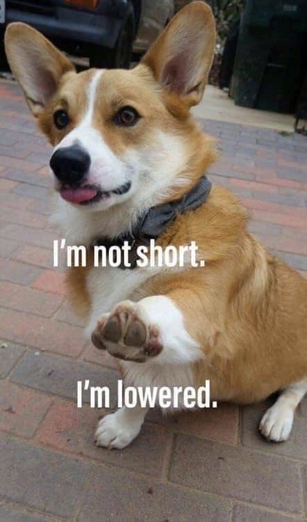 I'm not short. I'm lowered.