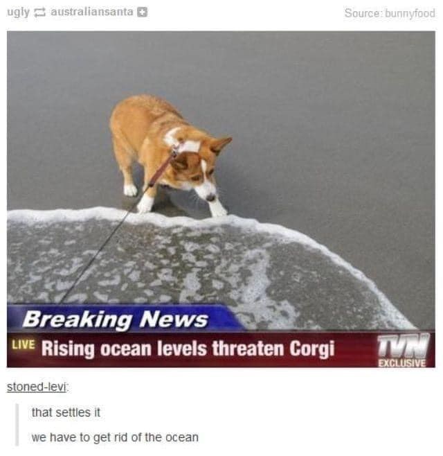 ugly australiansanta + Source: bunnyfood Breaking News LIVE Rising ocean levels threaten Corgi stoned-levi that settles it we have to get rid of the ocean TVN EXCLUSIVE