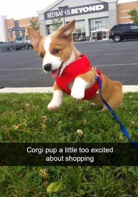 BED BATH&BEYOND Corgi pup a little too excited about shopping