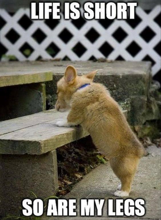 LIFE IS SHORT SO ARE MY LEGS