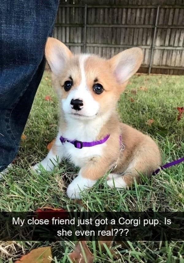 My close friend just got a Corgi pup. Is she even real???