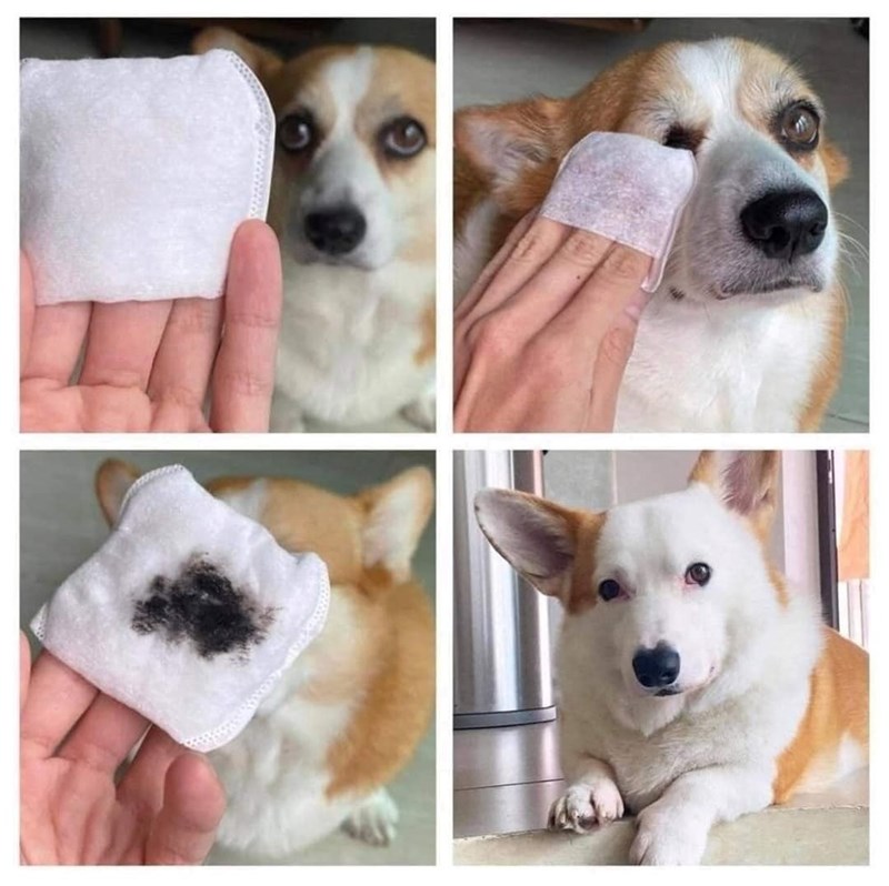 Cheezburger Image 10613174016