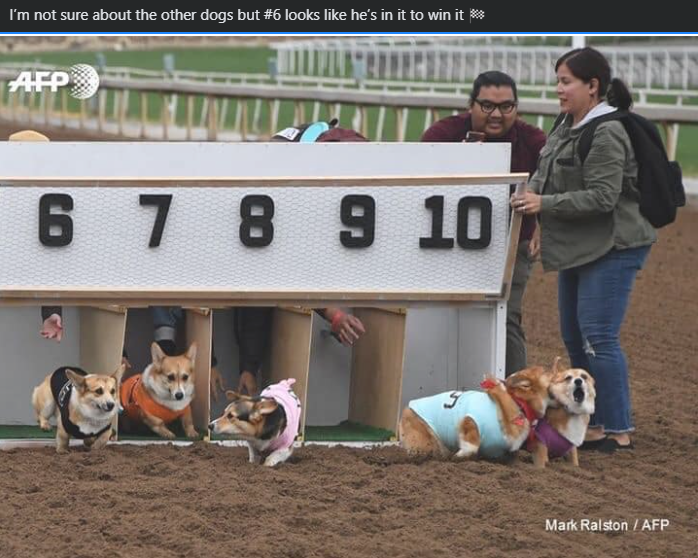 I'm not sure about the other dogs but #6 looks like he's in it to win it ✡ AFP 6 7 8 9 10 Mark Ralston/AFP