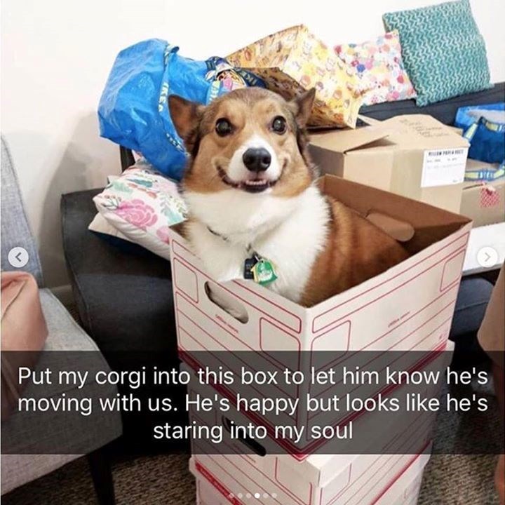 Put my corgi into this box to let him know he's moving with us. He's happy but looks like he's staring into my soul