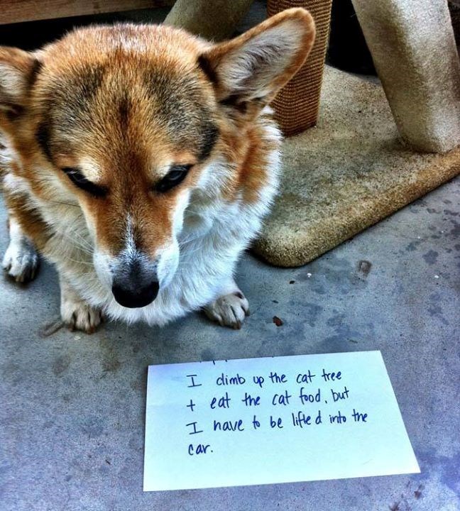 I climb up the cat tree + eat the cat food, but I have to be lifted into the car.