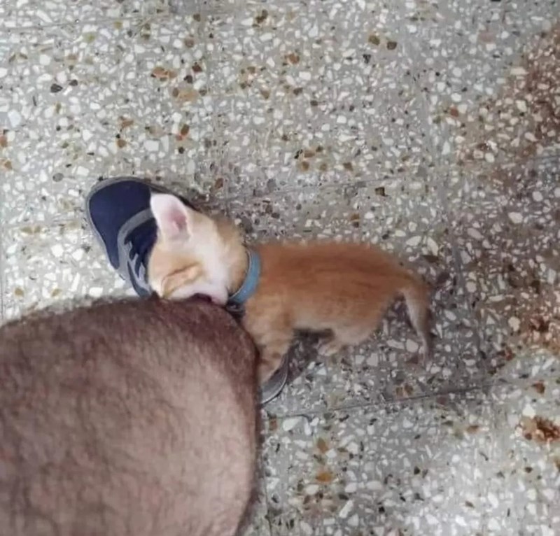 Cheezburger Image 10613176576