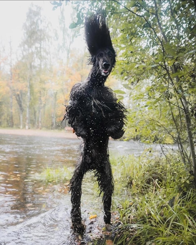 Cheezburger Image 10613177344