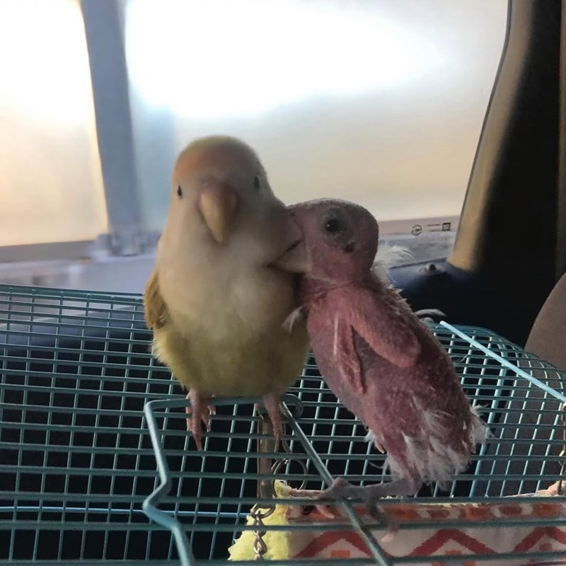 Cheezburger Image 10613177600