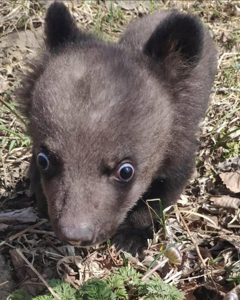 Cheezburger Image 10613178368