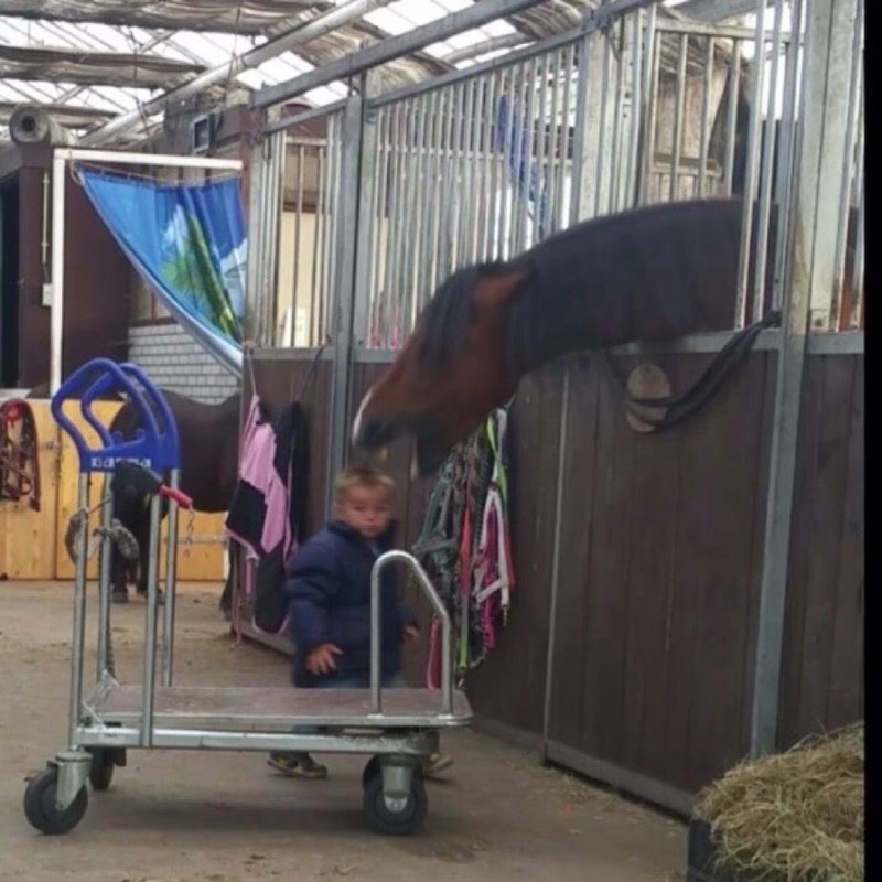 Cheezburger Image 10613178624