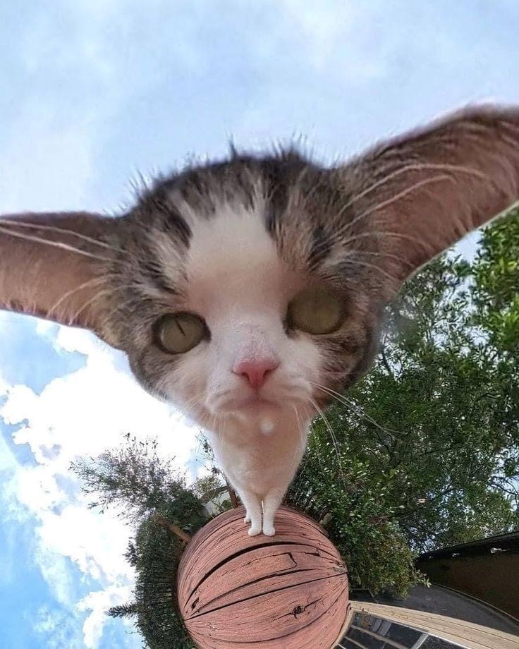 Cheezburger Image 10613178880