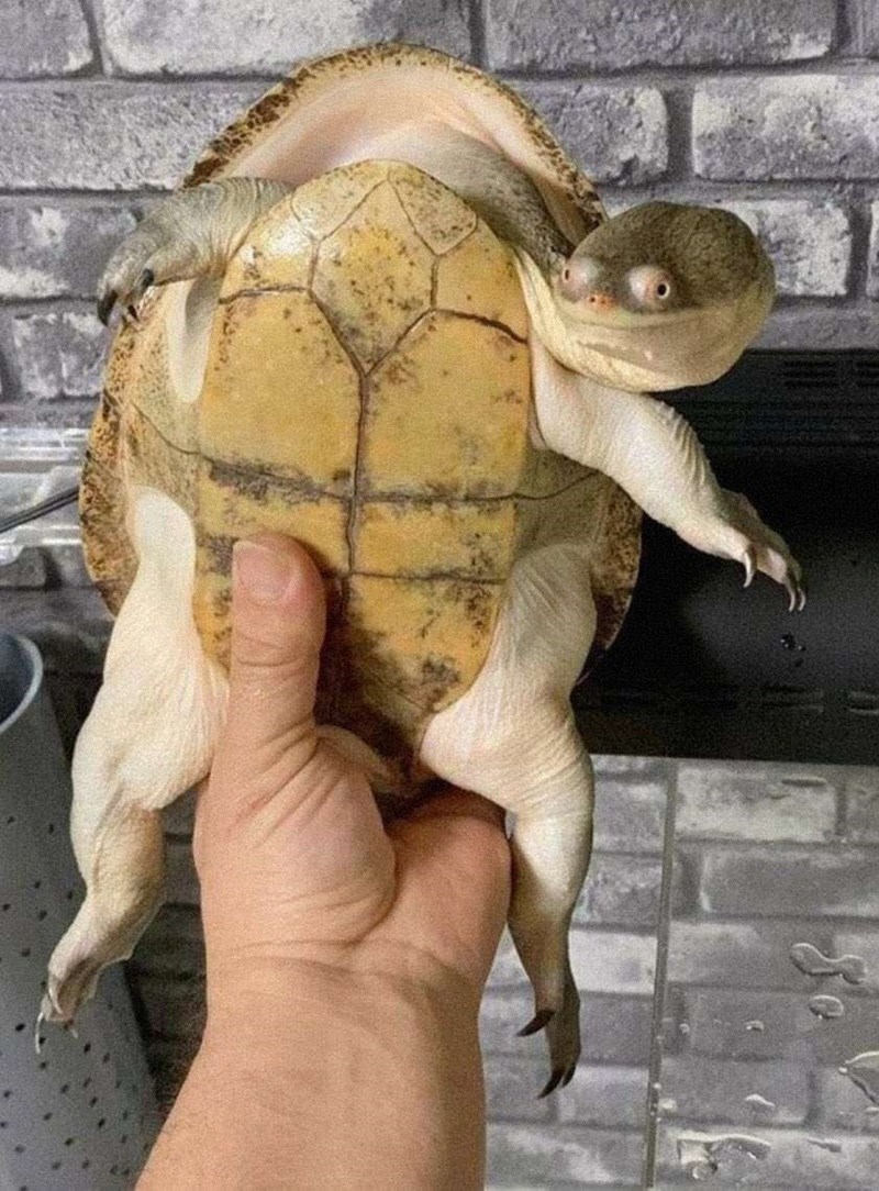 Cheezburger Image 10613179648