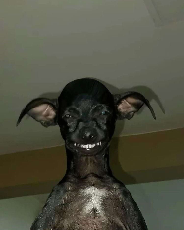 Cheezburger Image 10613180160