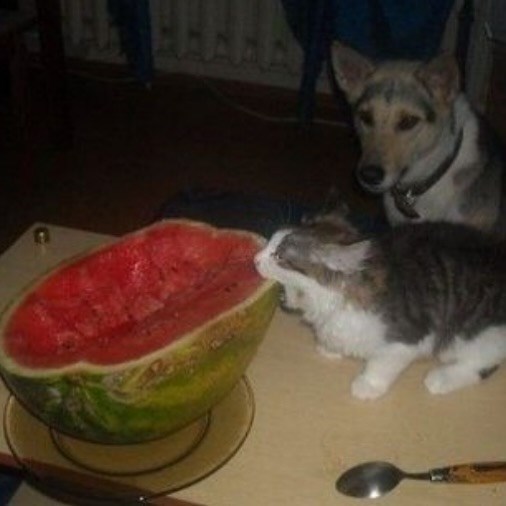 Cheezburger Image 10613180928