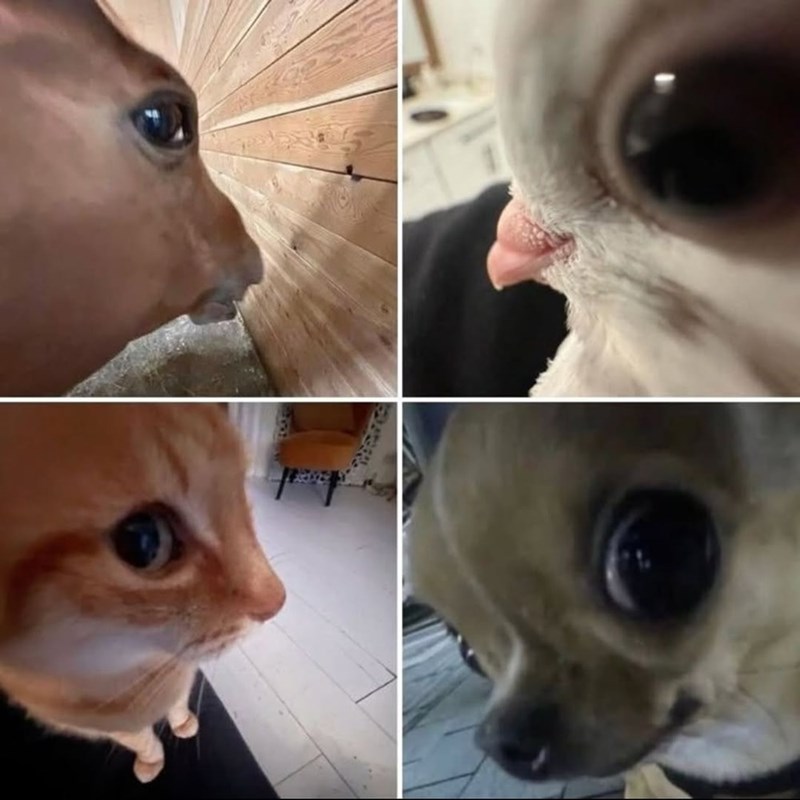 Cheezburger Image 10613181184