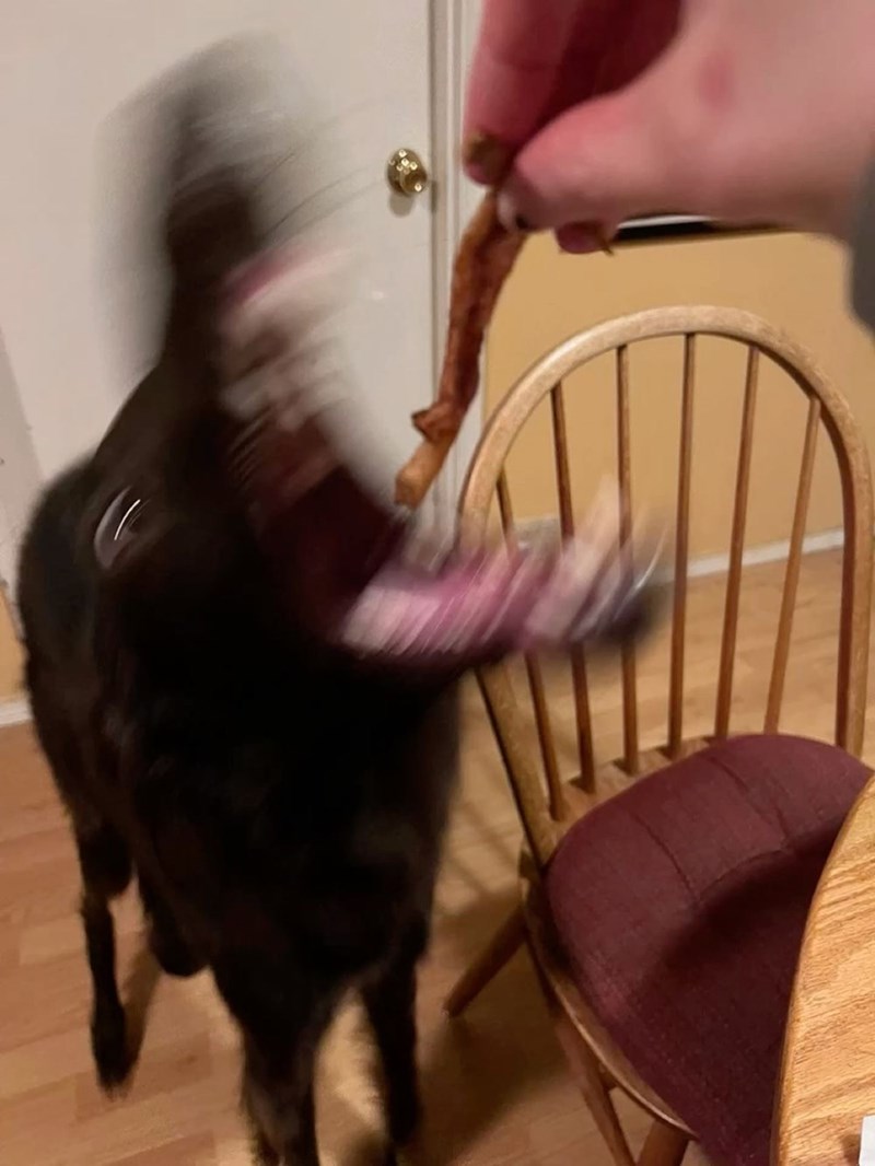 Cheezburger Image 10613182720