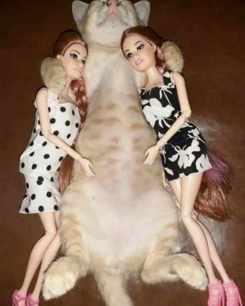 Cheezburger Image 10613182976