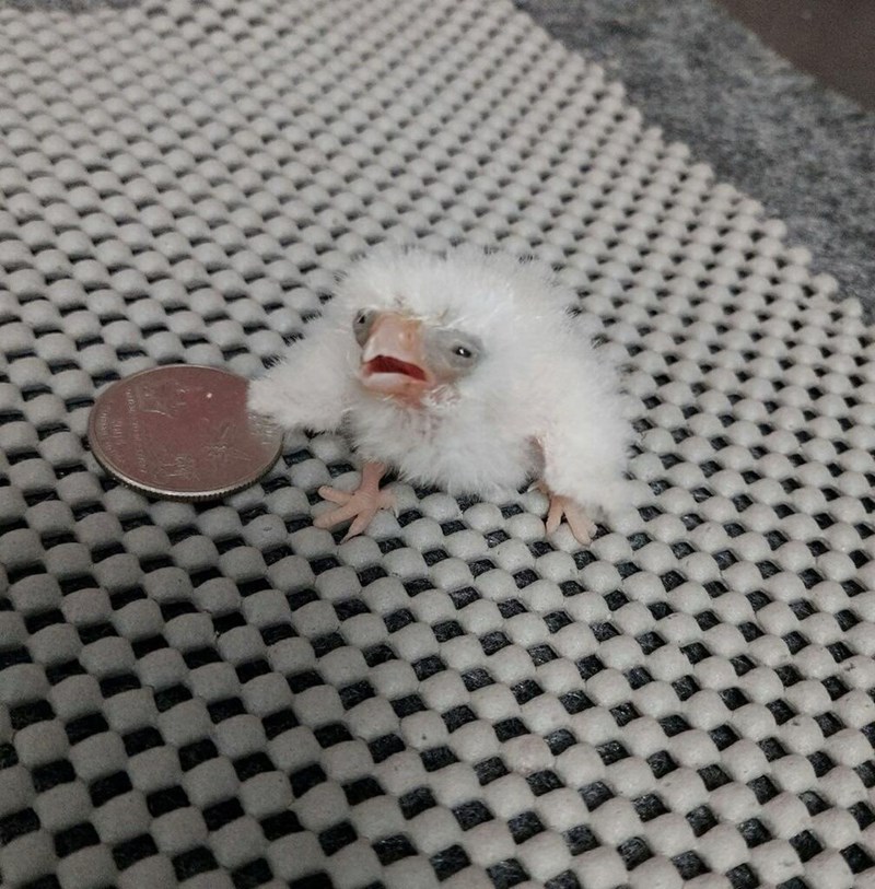 Cheezburger Image 10613183232