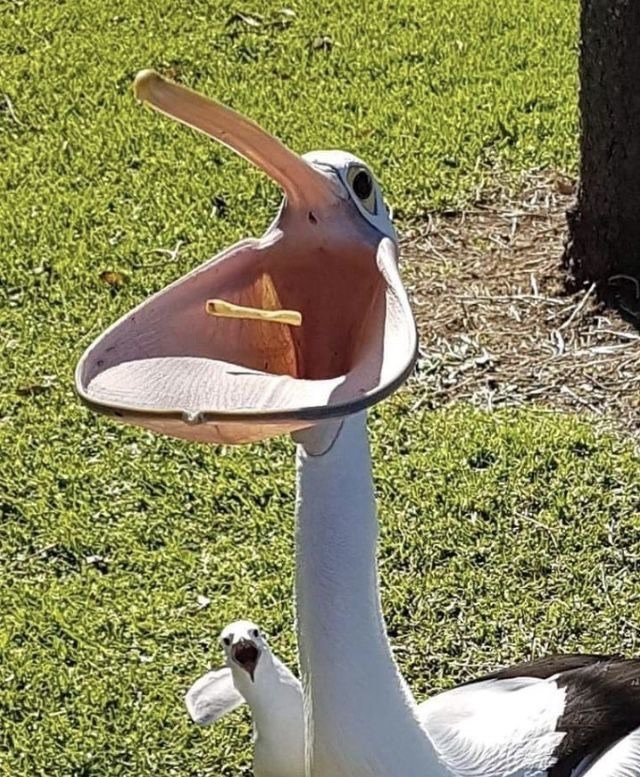 Cheezburger Image 10613183488