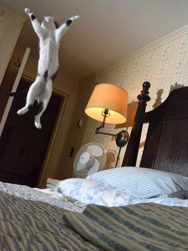 Cheezburger Image 10613183744