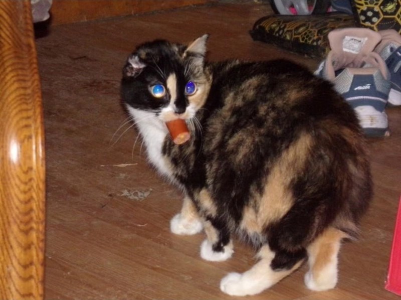 Cheezburger Image 10613184256