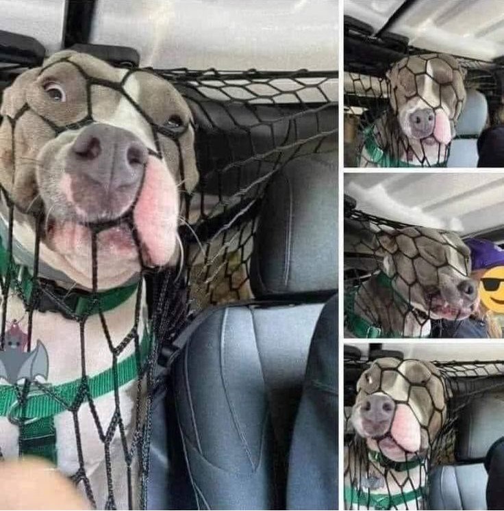 Cheezburger Image 10613184512