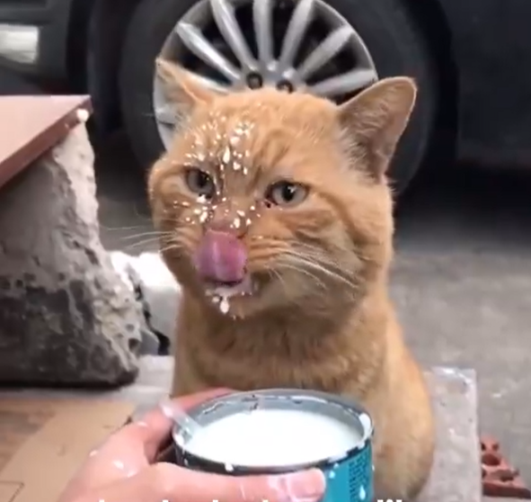 Cheezburger Image 10613184768