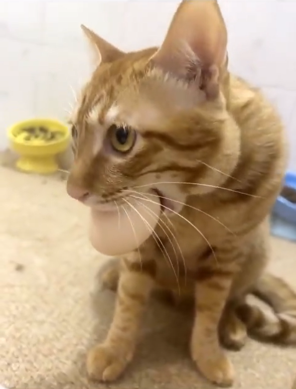 Cheezburger Image 10613185024