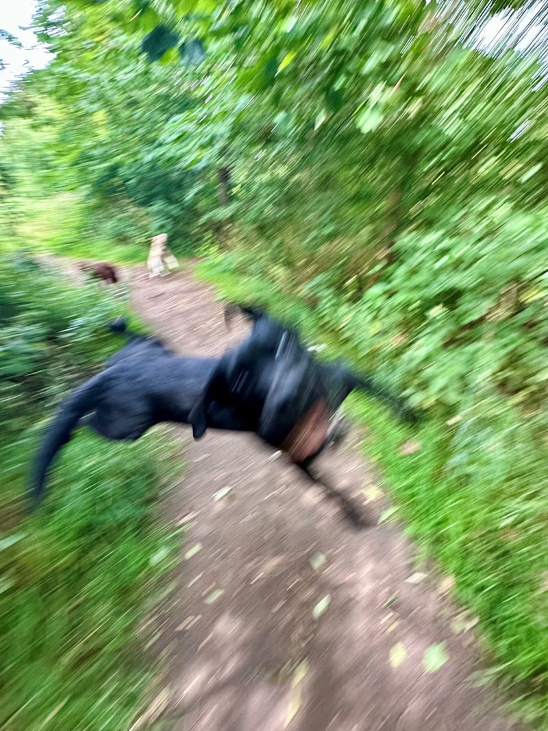 Cheezburger Image 10613185280