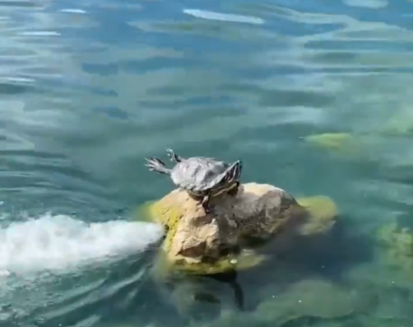 Cheezburger Image 10613185536