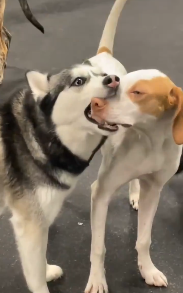 Cheezburger Image 10613185792