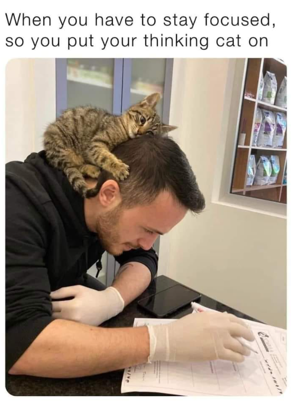 When you have to stay focused, so you put your thinking cat on 11/37