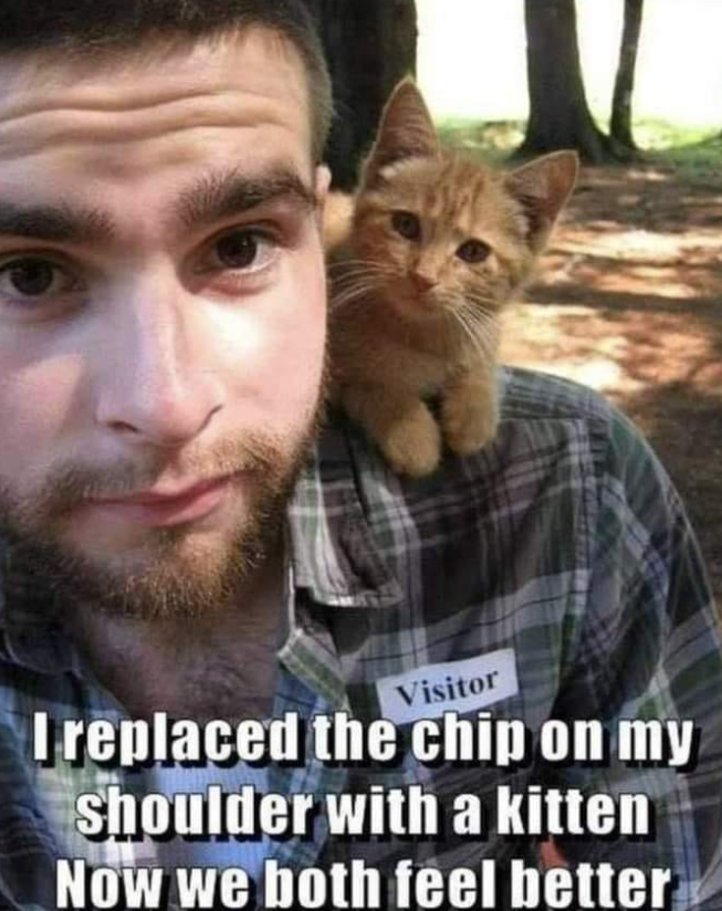 Visitor I replaced the chip on my Shoulder with a kitten Now we both feel better