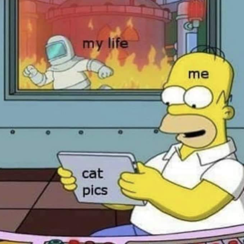 my life me cat pics