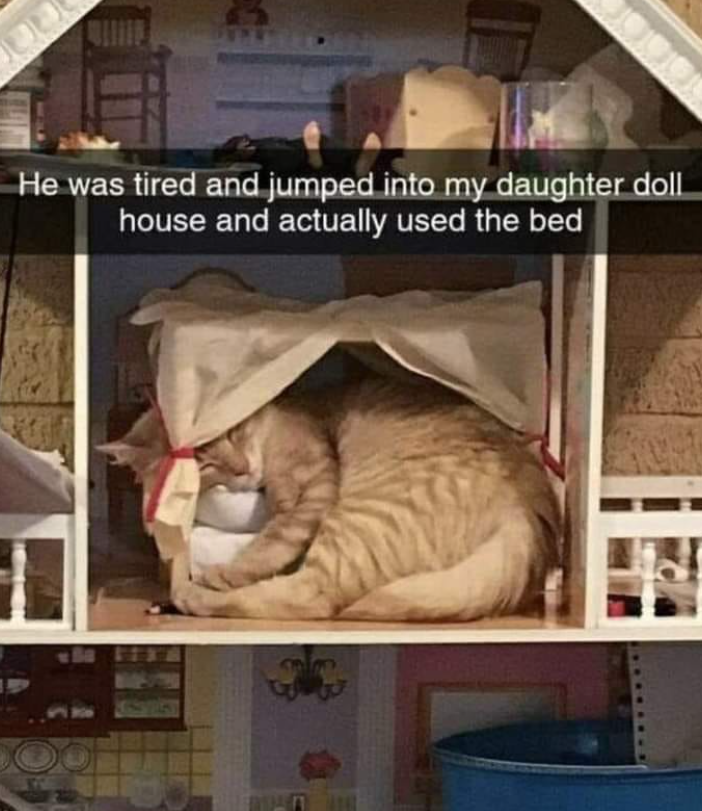 He was tired and jumped into my daughter doll house and actually used the bed