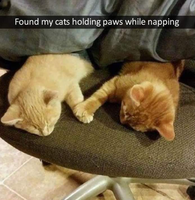 Found my cats holding paws while napping