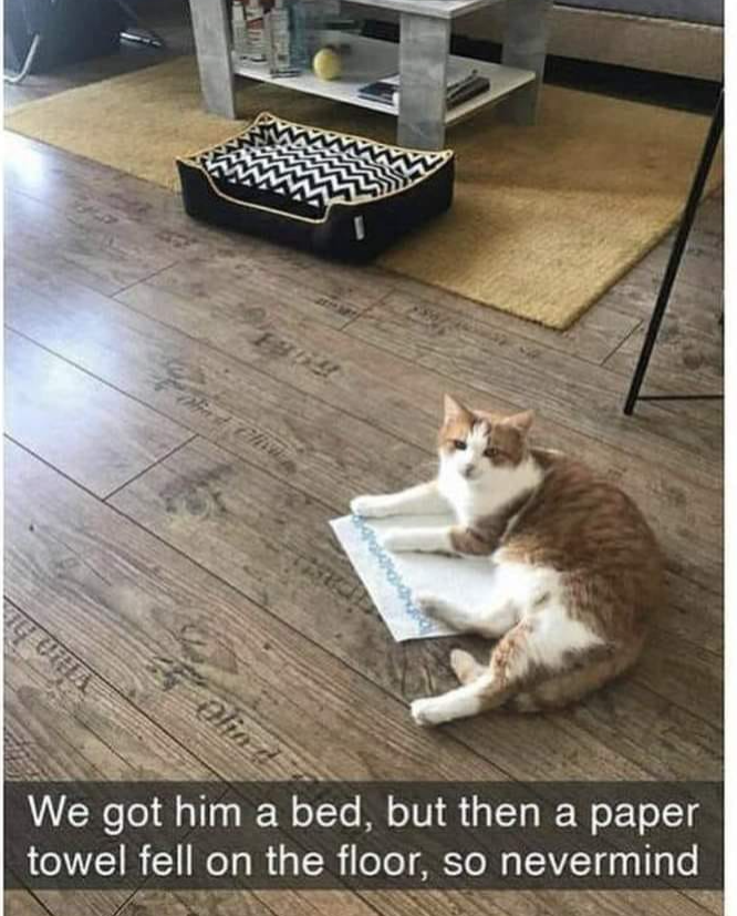 18691 IG URLA Olio d We got him a bed, but then a paper towel fell on the floor, so nevermind