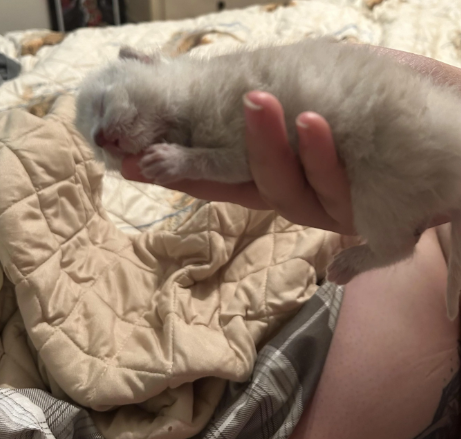 Cheezburger Image 10613213184