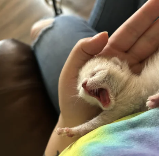 Cheezburger Image 10613213440