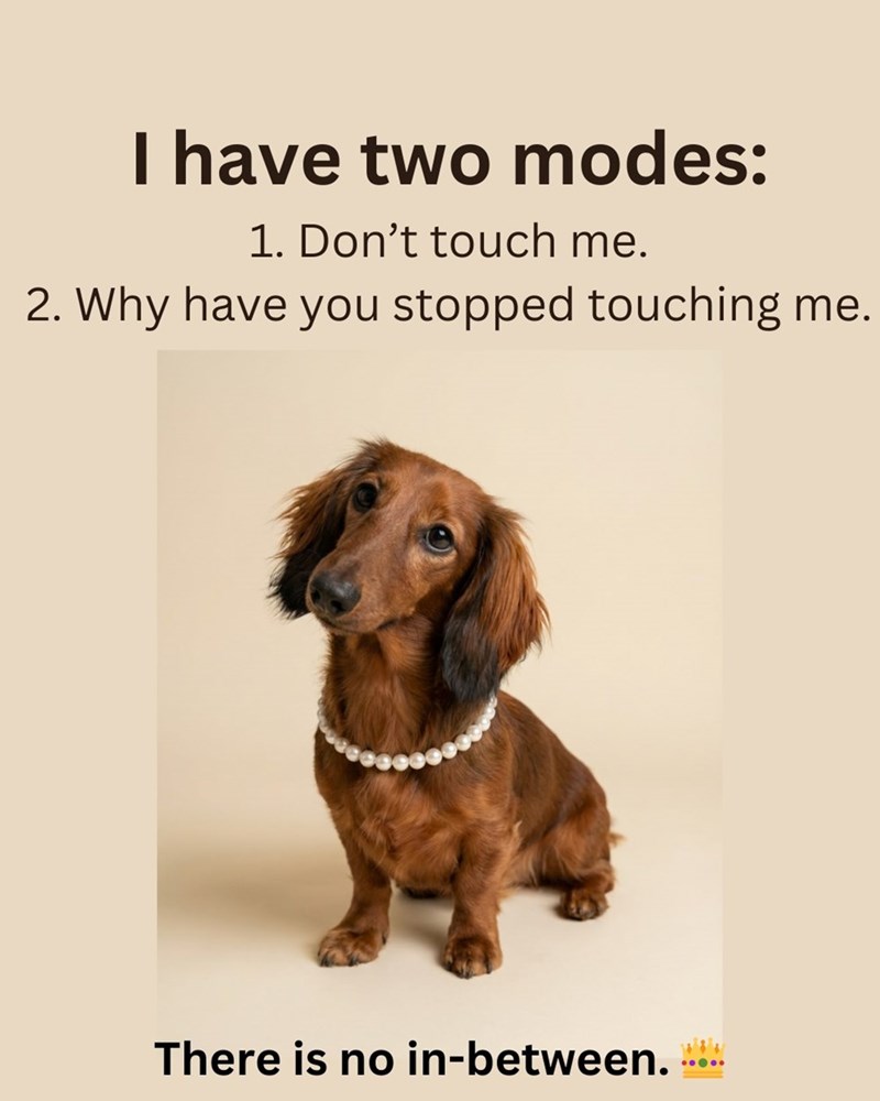 I have two modes: 1. Don't touch me. 2. Why have you stopped touching me. There is no in-between.....