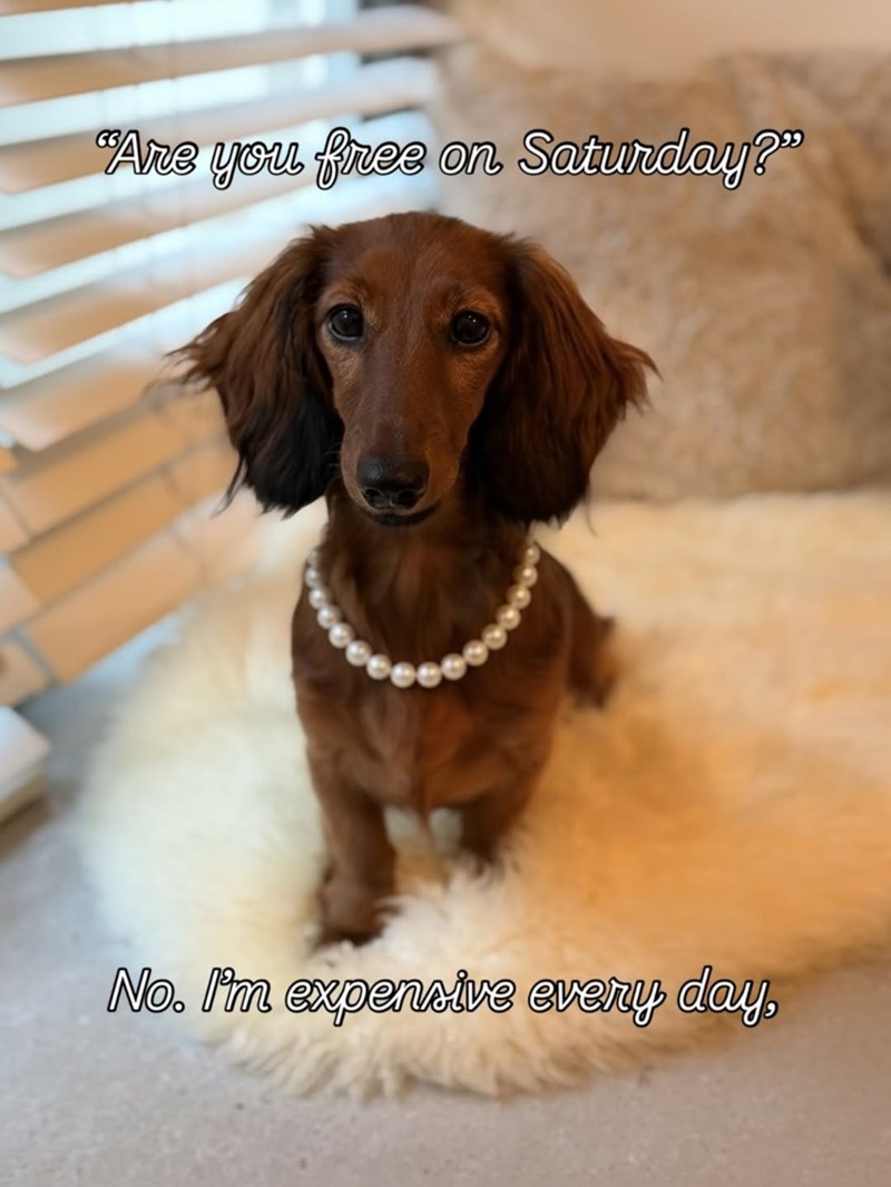 "Are you free on Saturday?" No. I'm expensive every day,