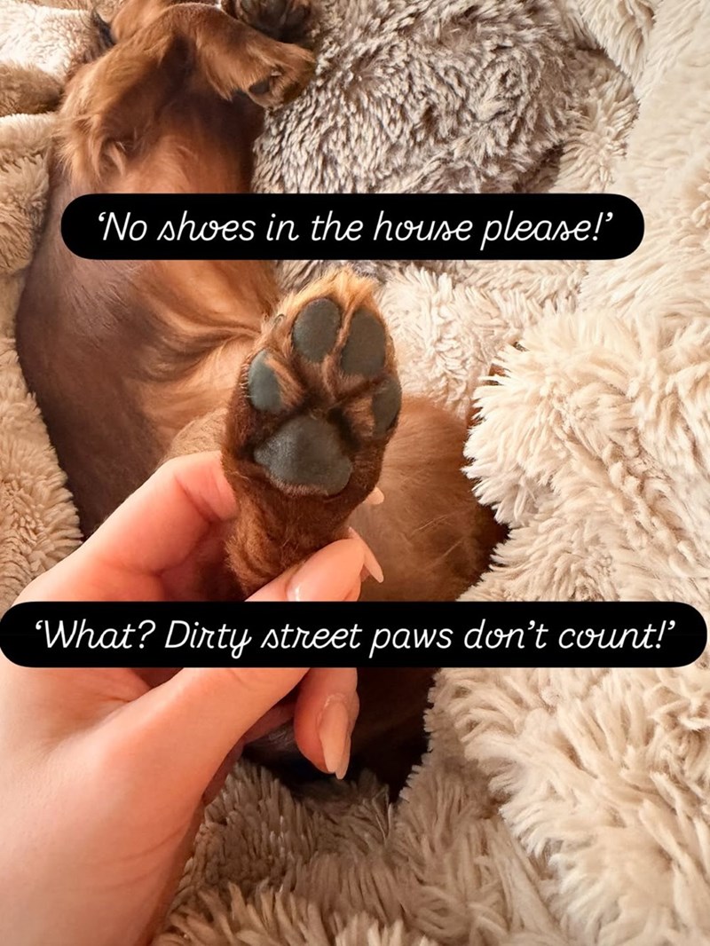 'No shoes in the house please!" 'What? Dirty street paws don't count!'