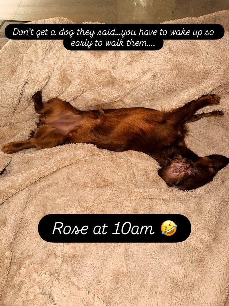 Don't get a dog they said...you have to wake early to walk them..... ир. Rose at 10am AO
